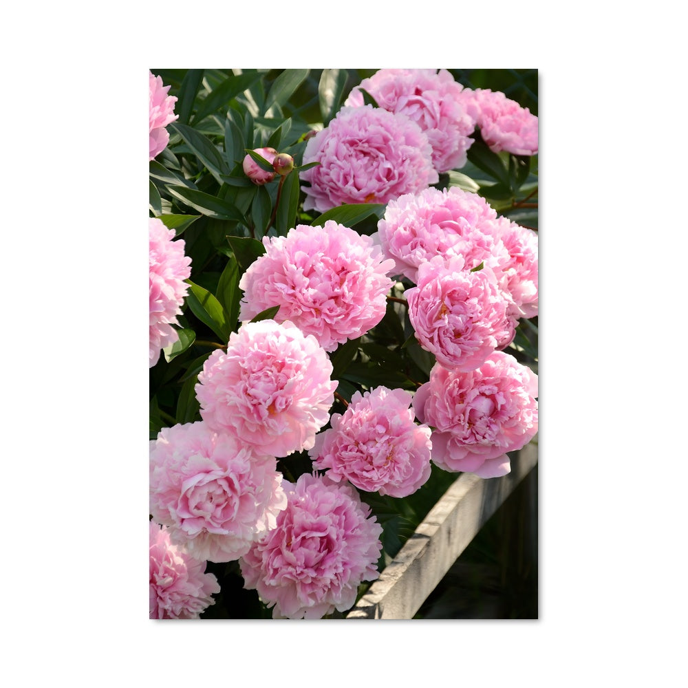 Poster Peony 96686