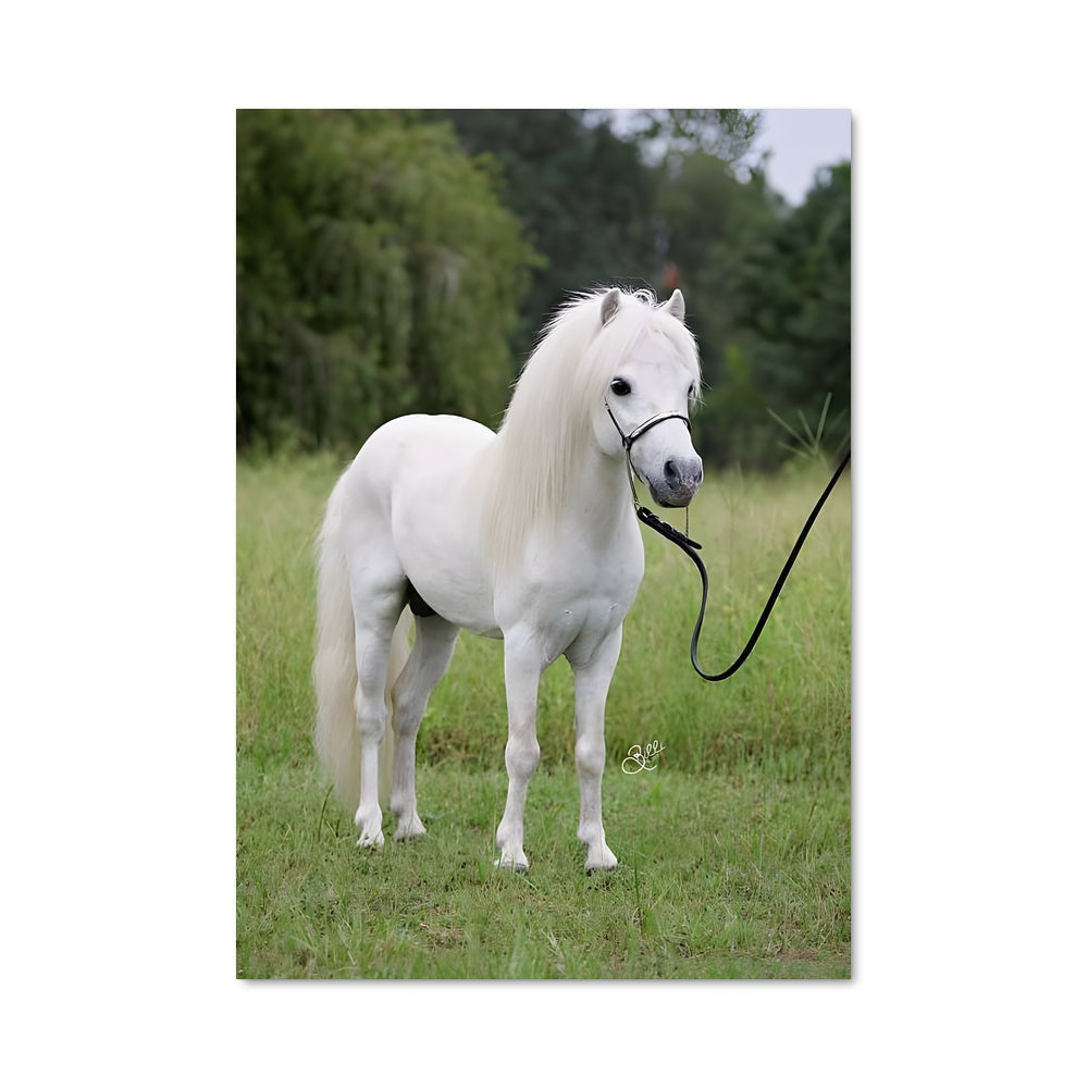 Poster Majesté Équestre