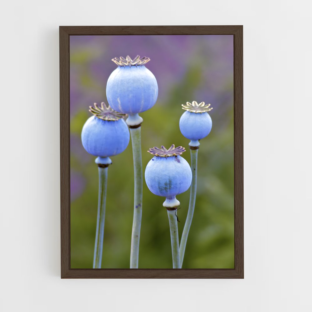 ap-poppy seeds-1 cadre Bois foncé