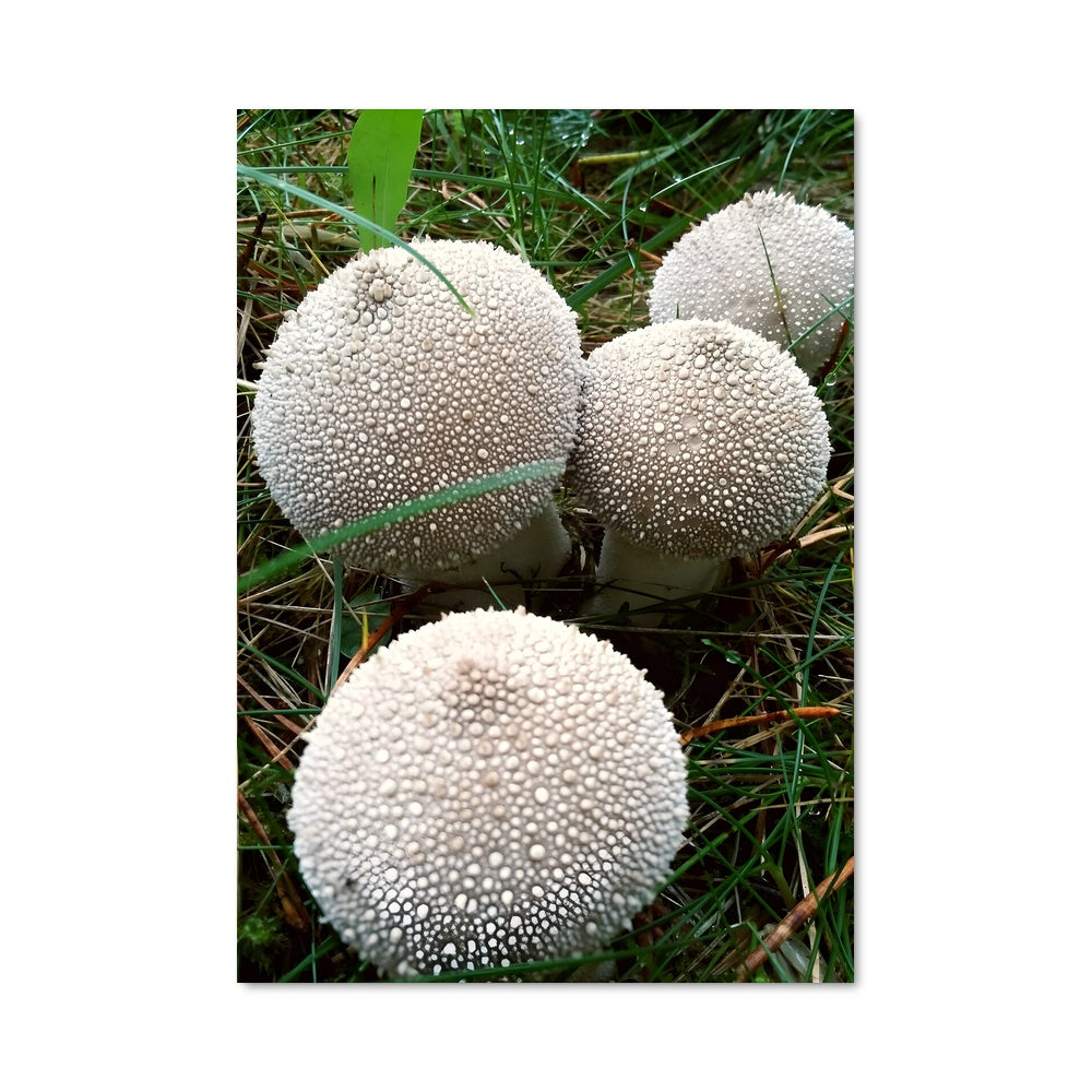 Poster Puffball 94286