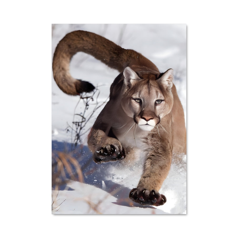 Poster Puma des Neiges