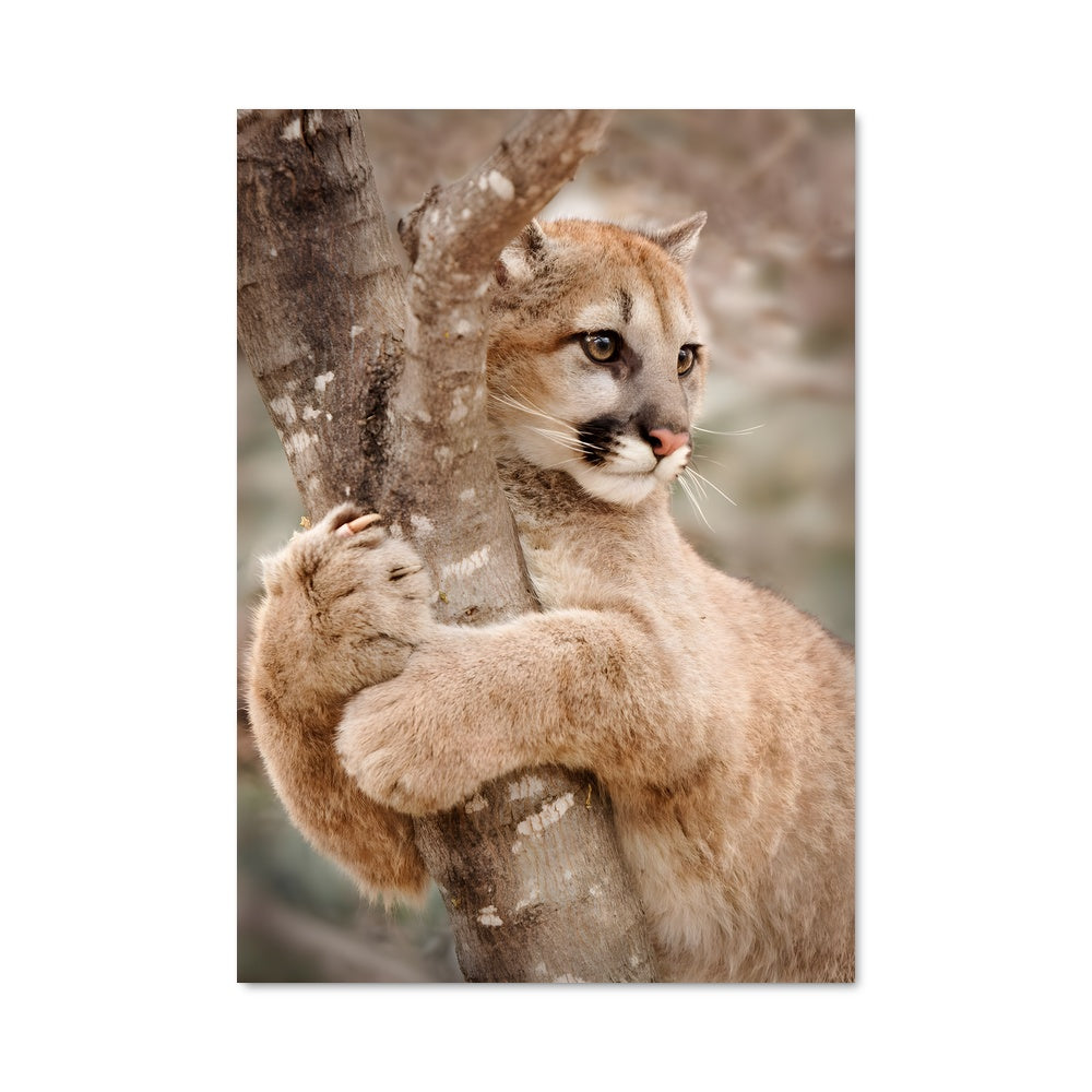 Poster Grimpeur Félin