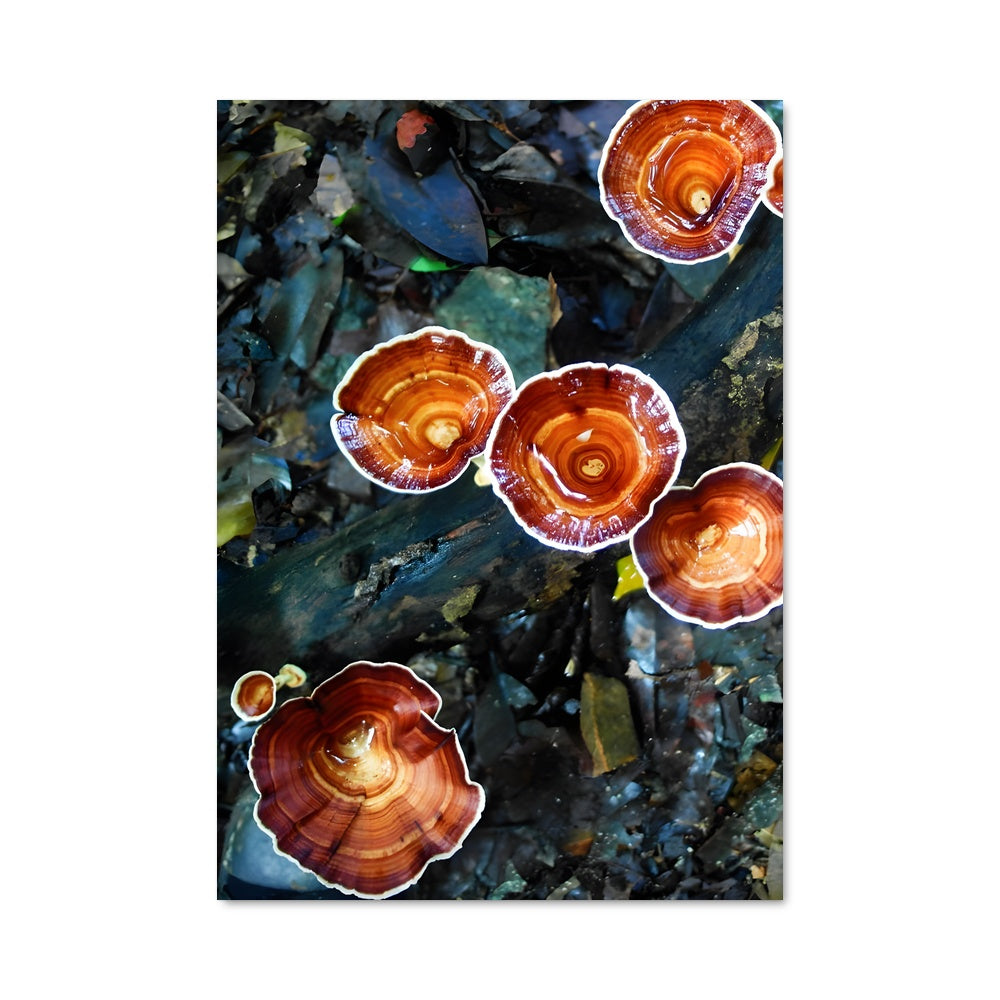 Poster Reishi 94296