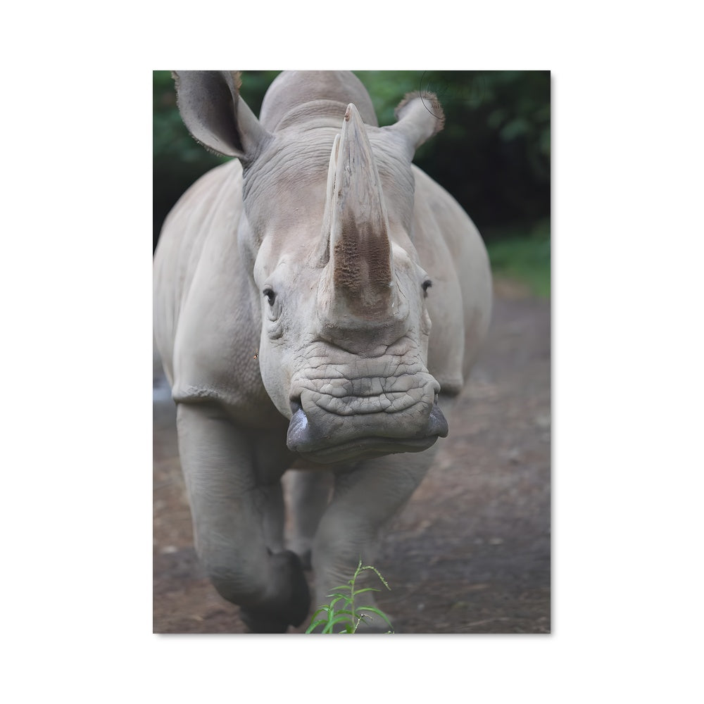 Poster La Force du Rhino