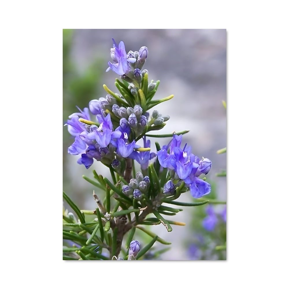 Poster Fleur de Rosmarin