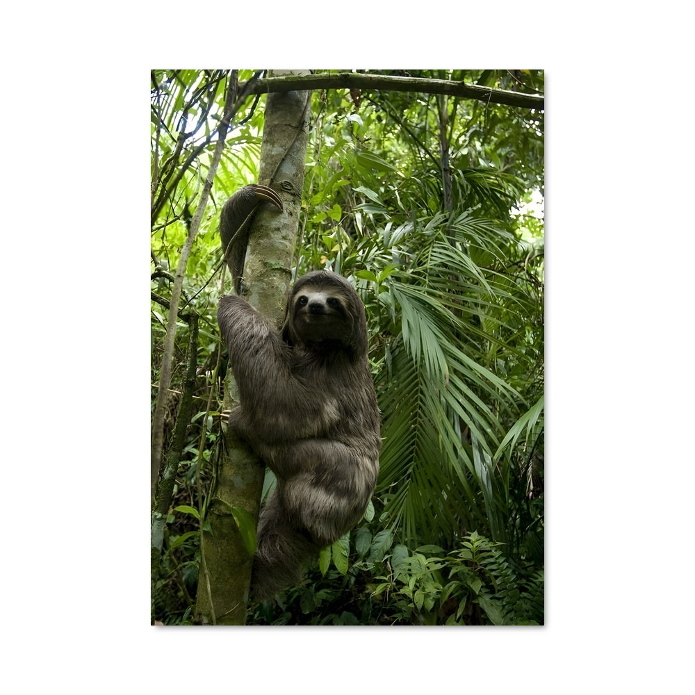 Poster Paresseux de la Jungle