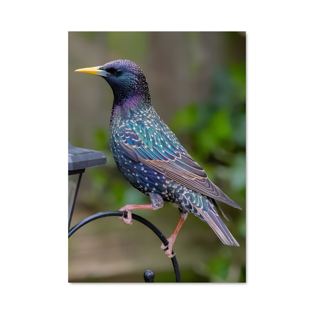 Poster L'Invité des Oiseaux