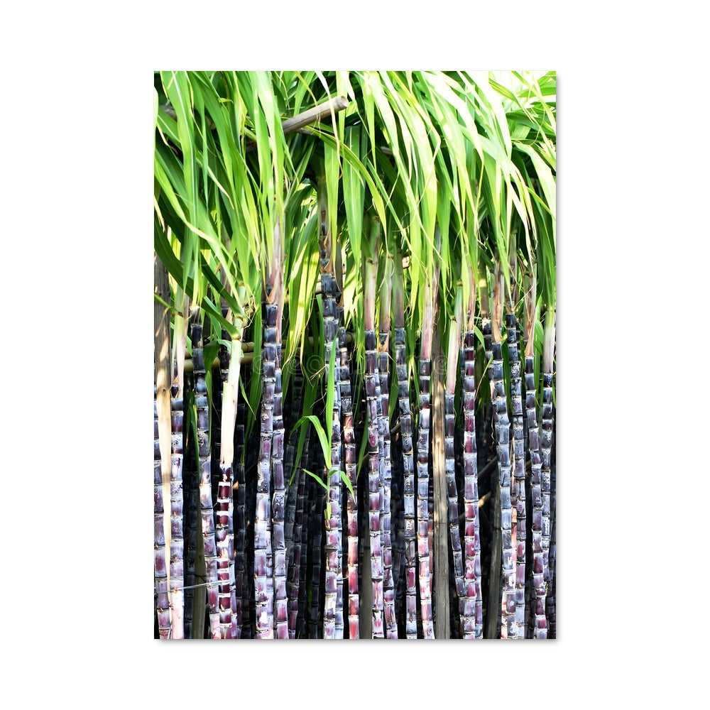 Poster Jardins de Bambou