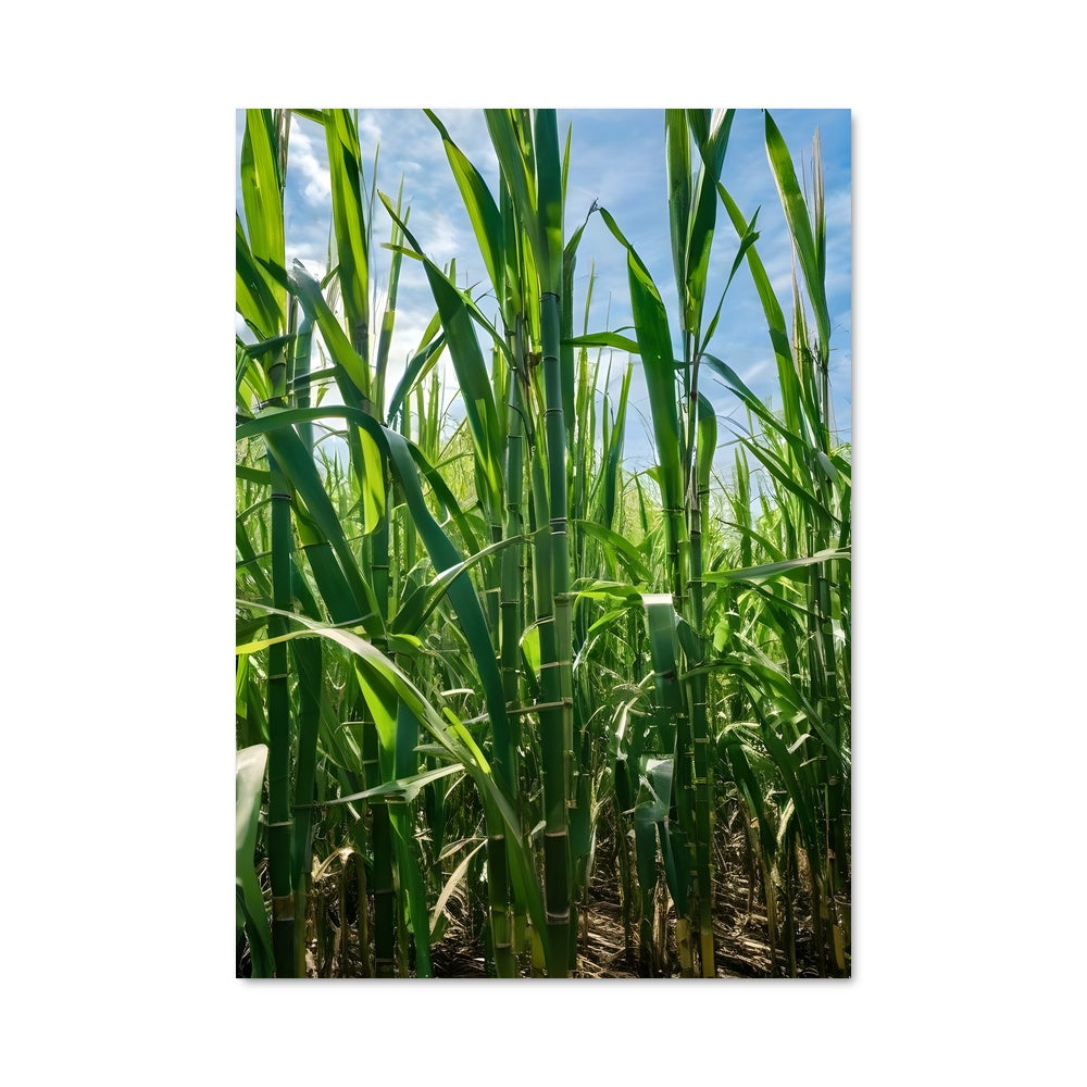 Poster Champs de Maïs