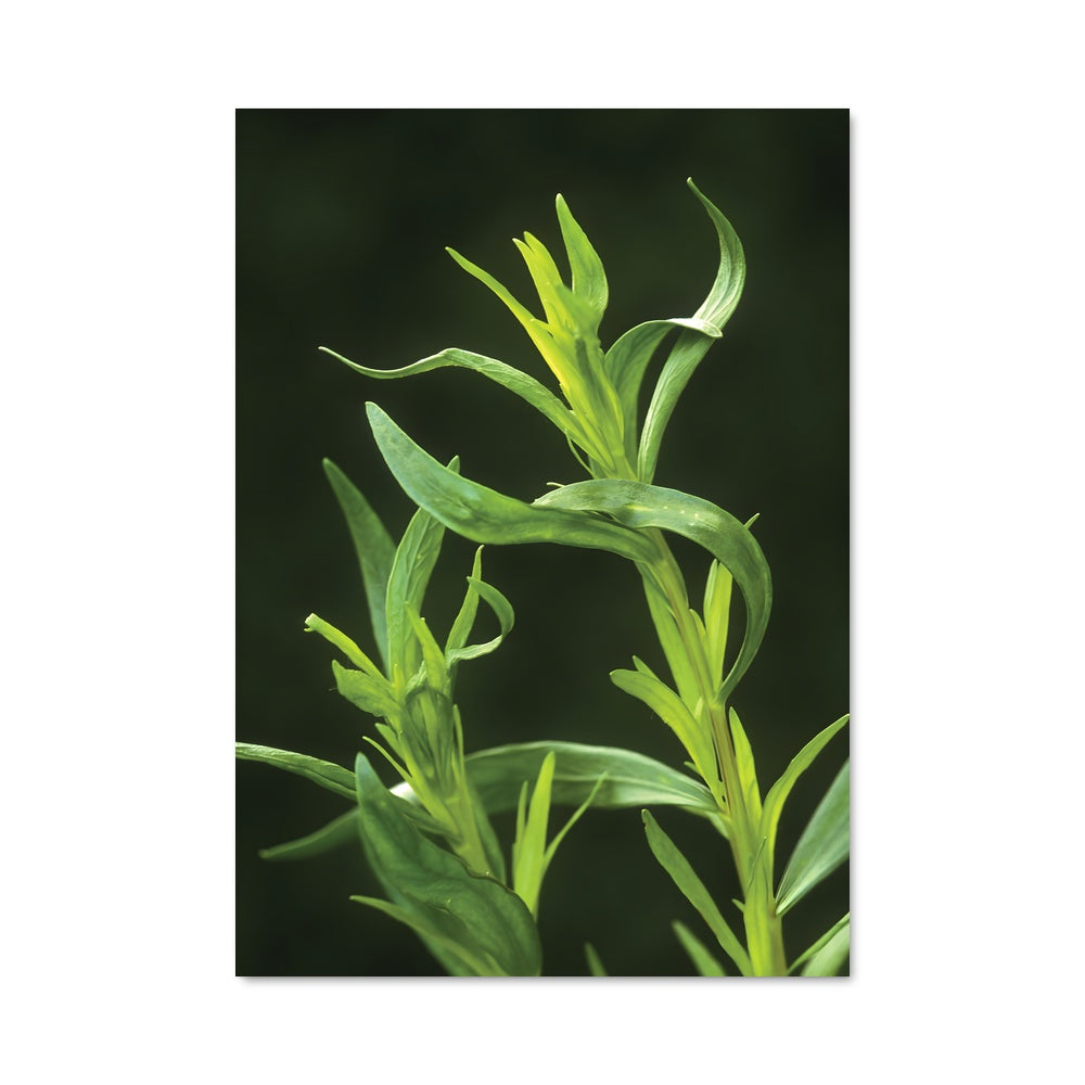 Poster Éclat de Tarragon