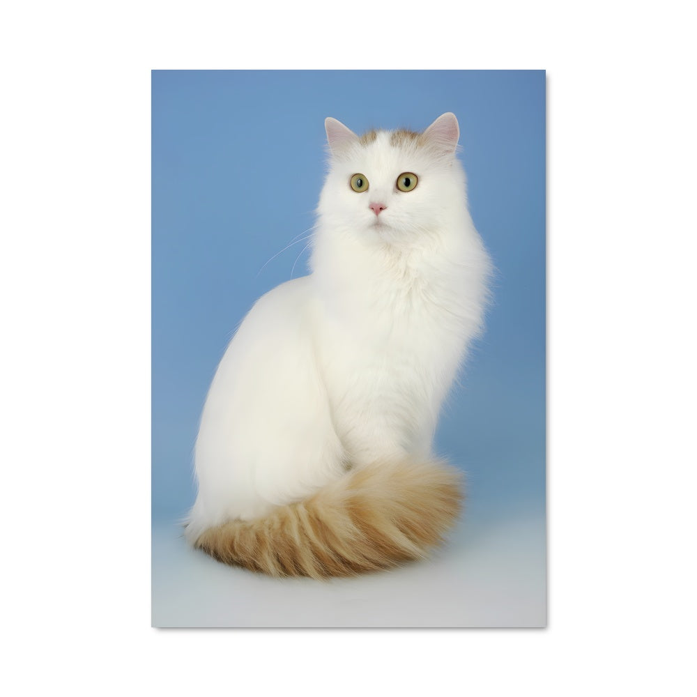 Poster Chat Turc Étoilé