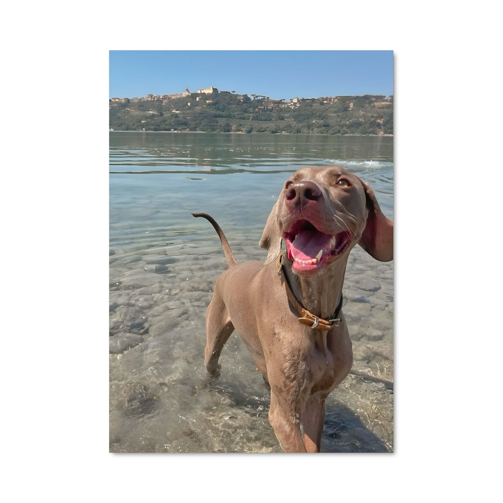 Poster Chien Aquatique