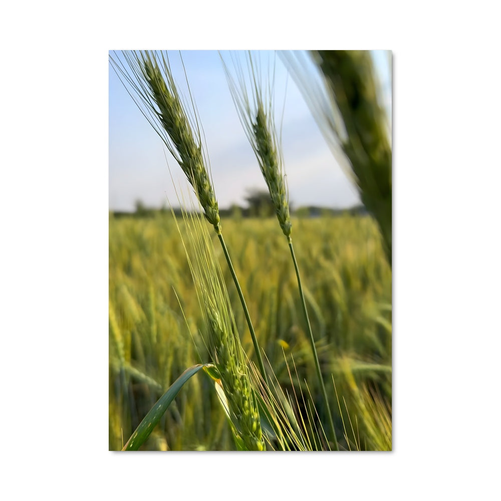 Poster Wheat 96392