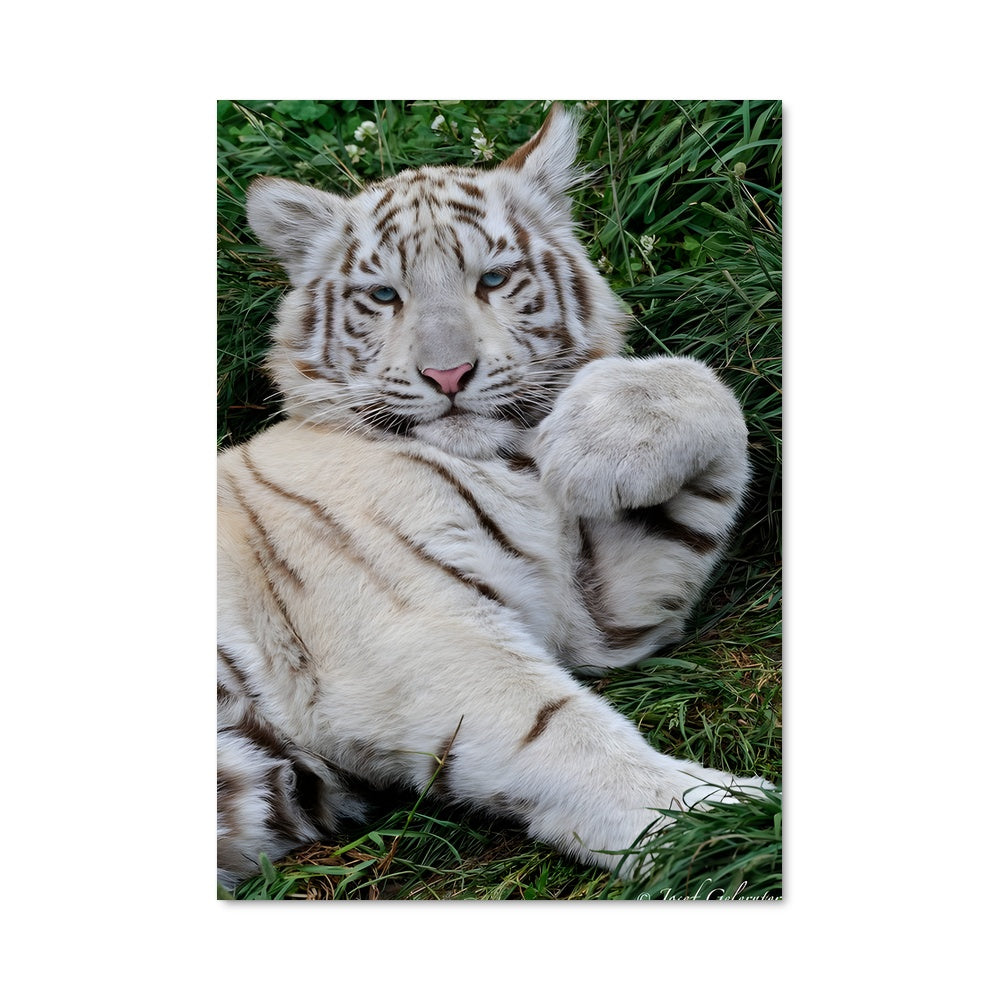 Poster Petit Tigre Blanc