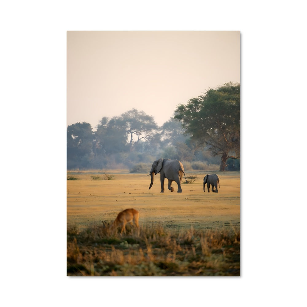 Poster Éléphants en Liberté