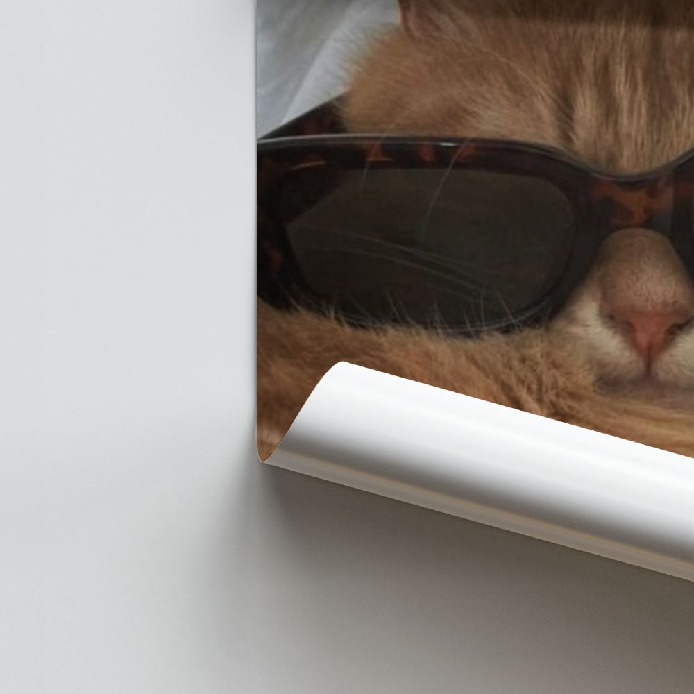Katzenbrillen-Poster