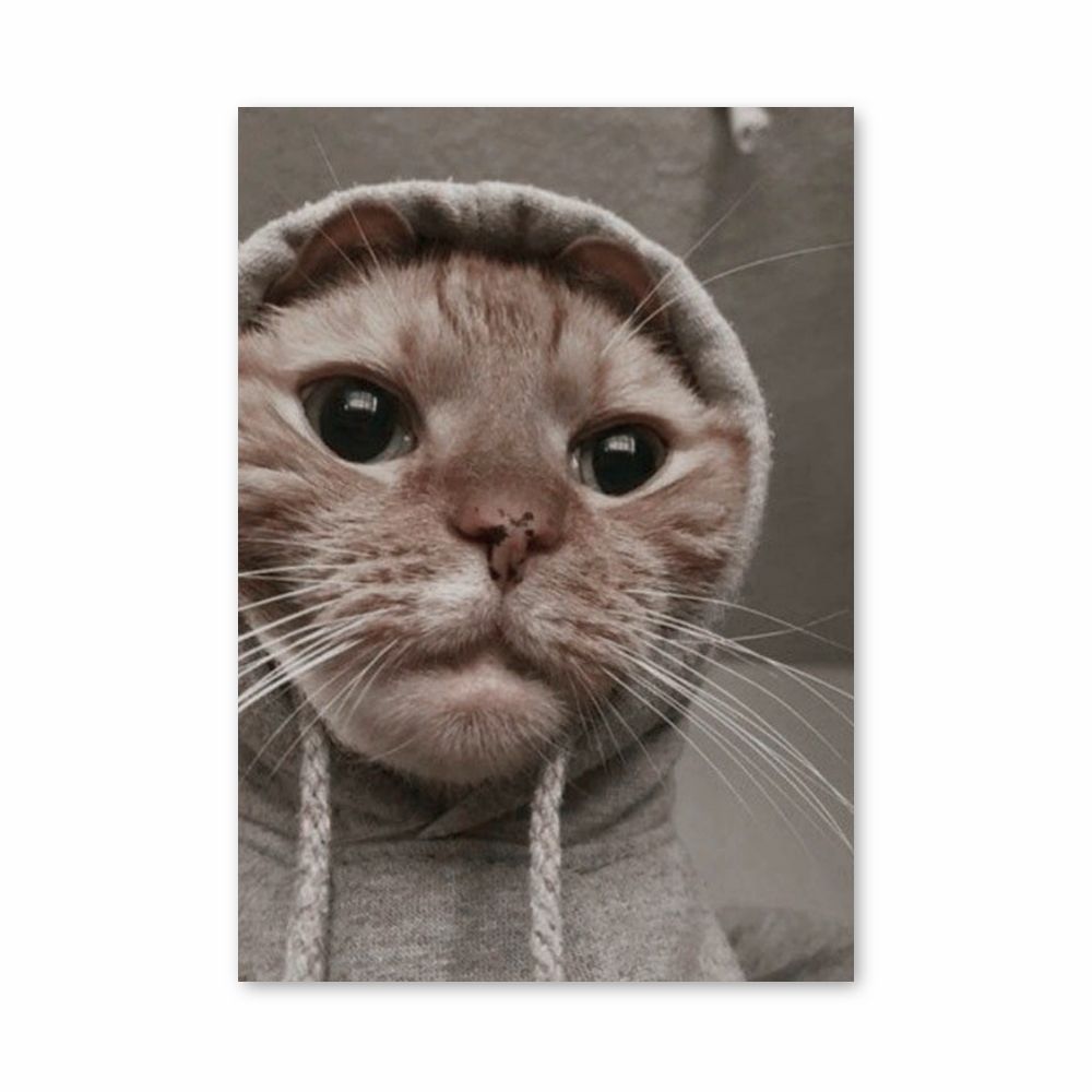 Poster Chat Drôle