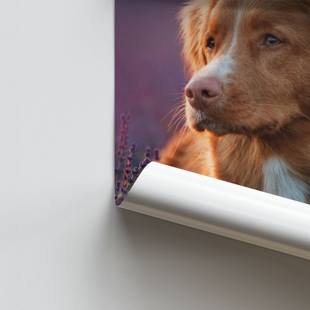 Lavendel-Hundeplakat