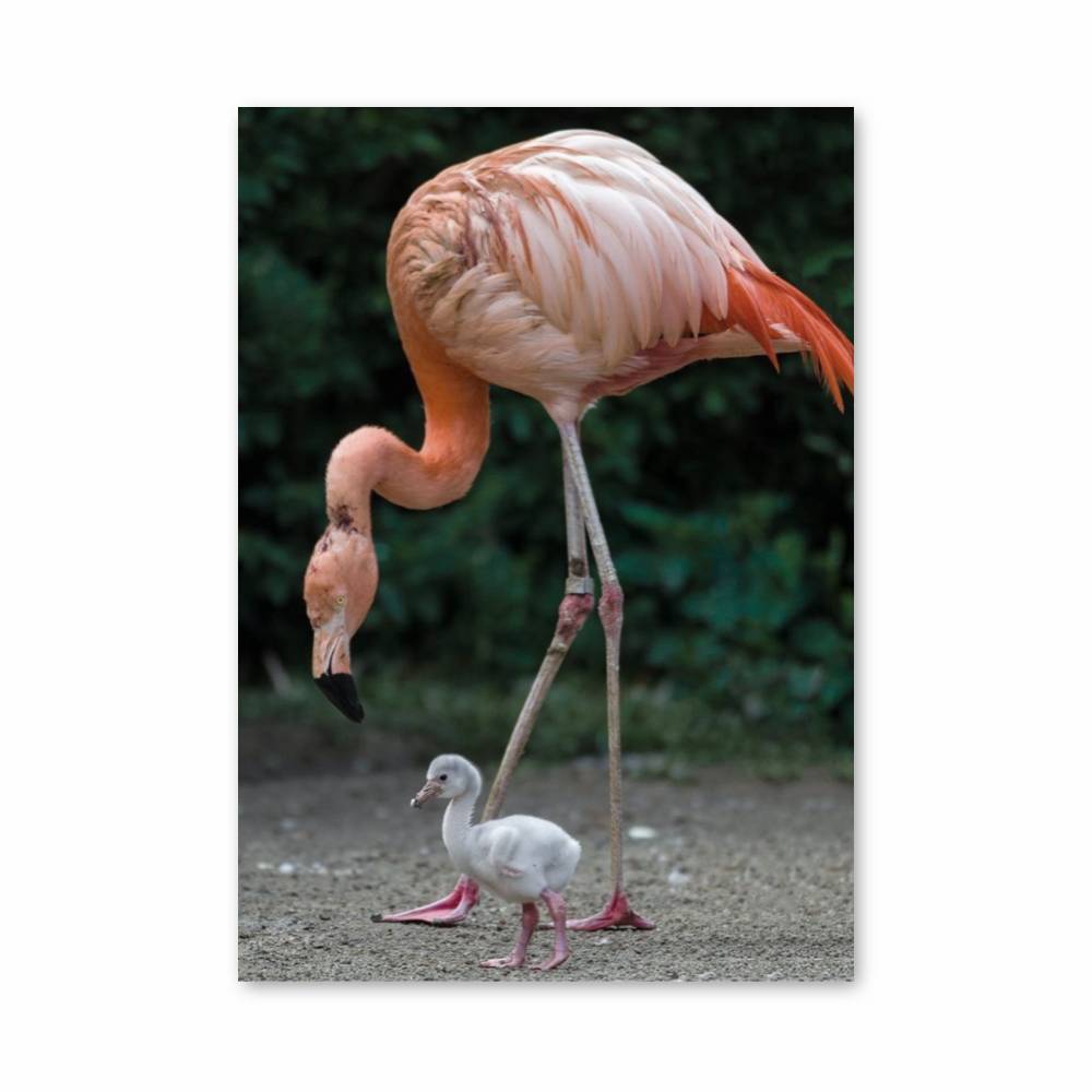 Poster Flamant et Petit