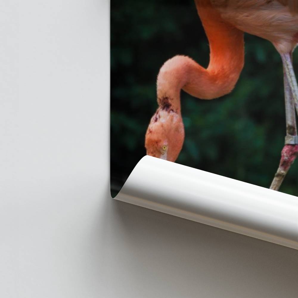 Poster Flamingo und Little