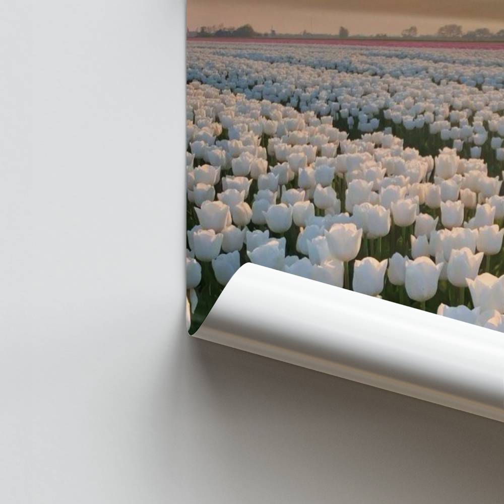 Poster Horizont Tulpen