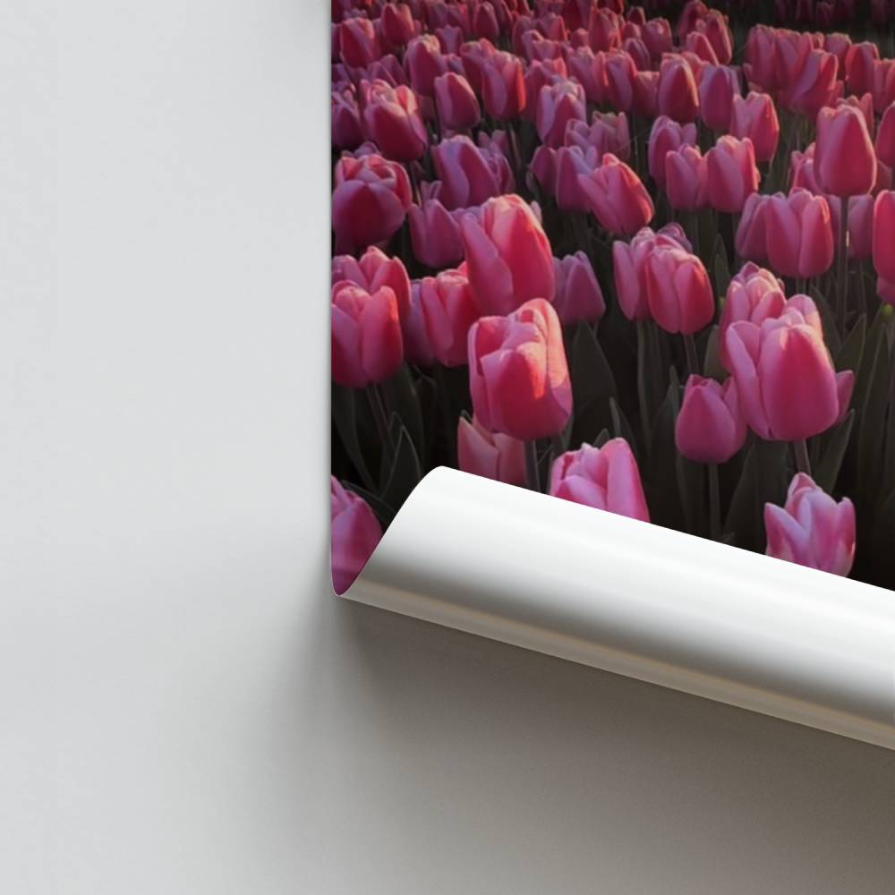 Poster Feld mit rosa Tulpen