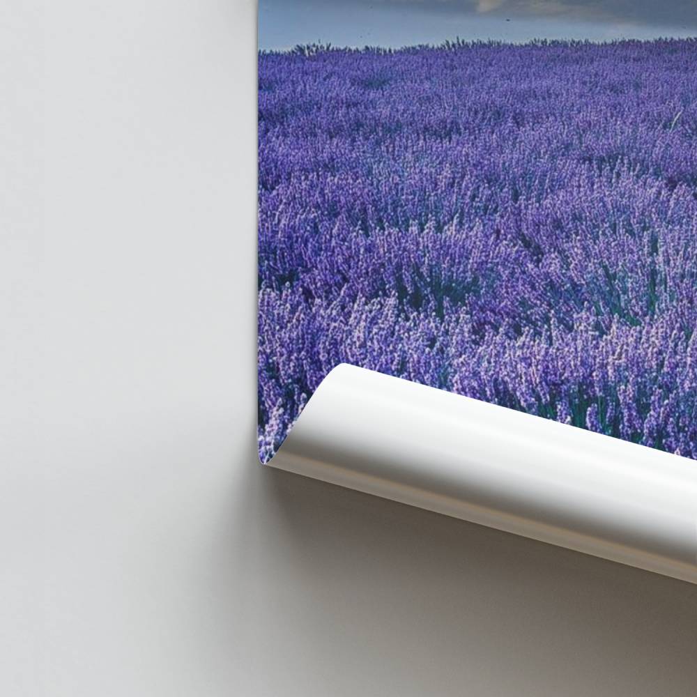 Lavendel-Ruhe-Poster