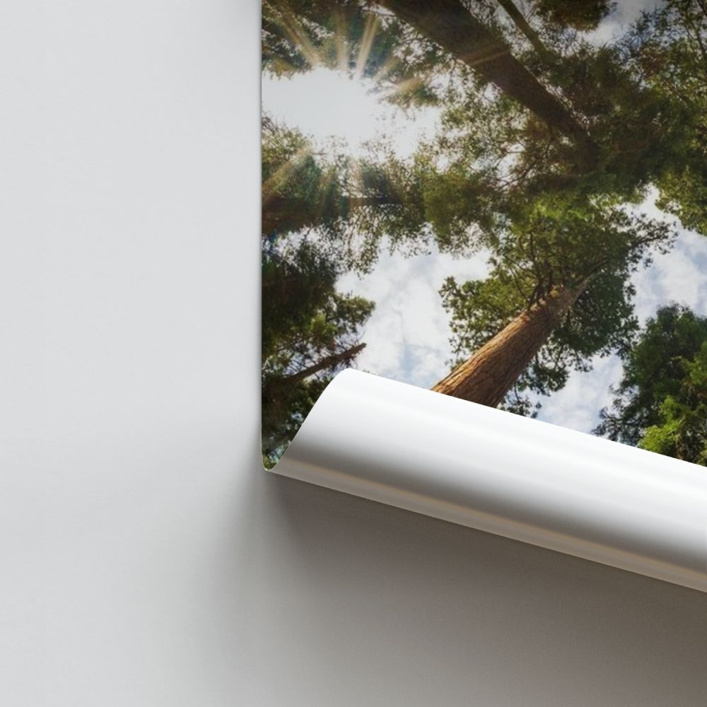 Poster Wald große Bäume