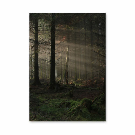 Poster Forêt Sombre