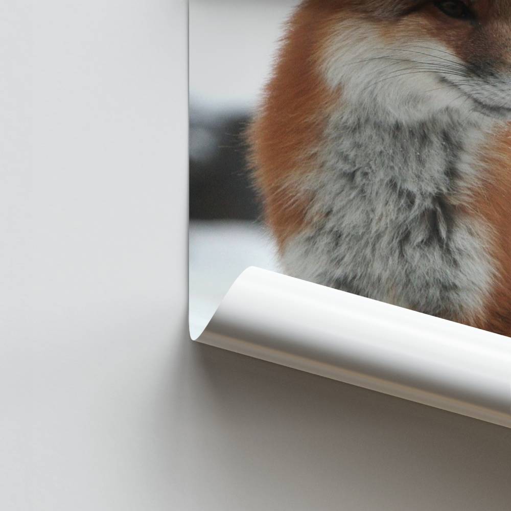 Scharlachroter Fuchs Poster