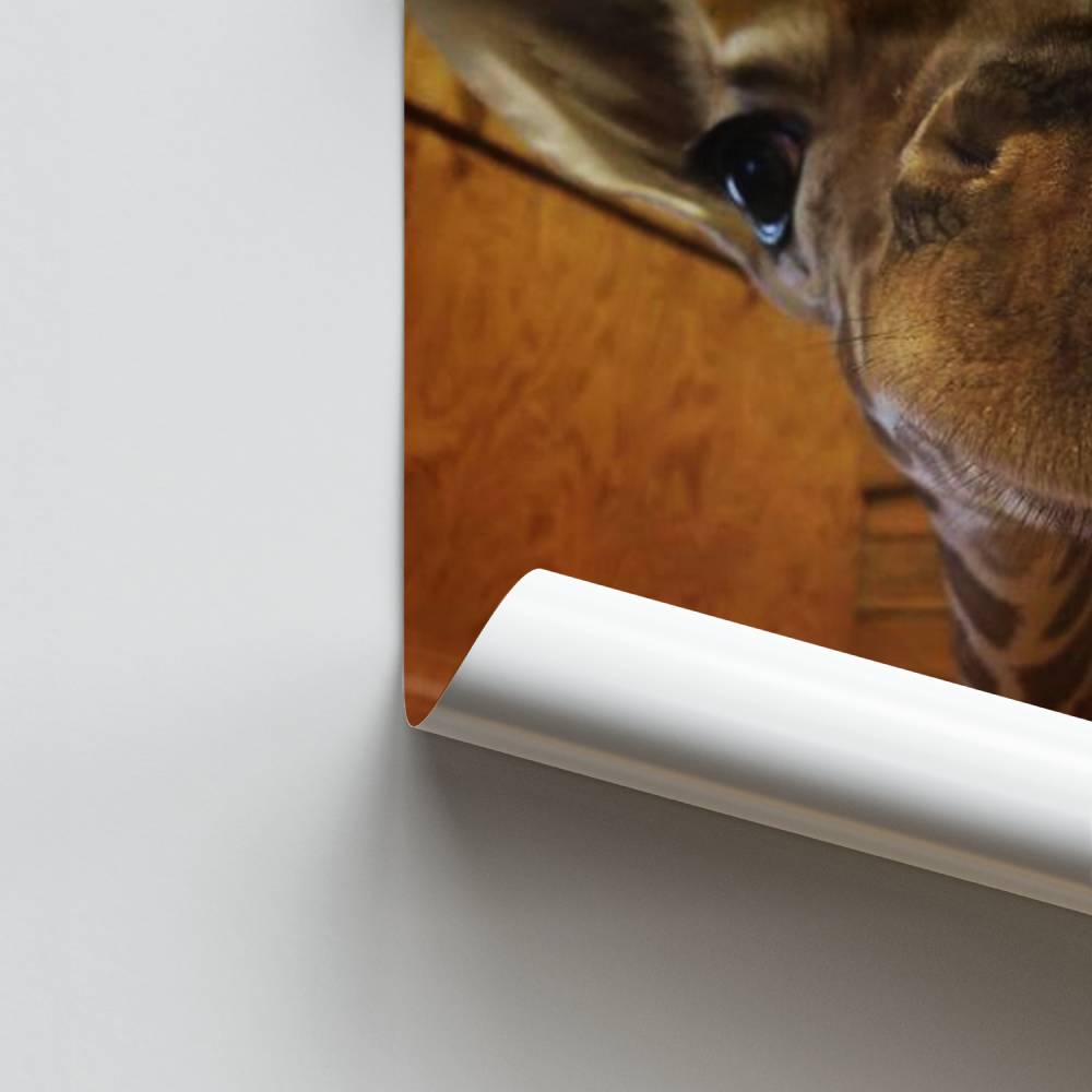 Giraffen-Freude-Poster