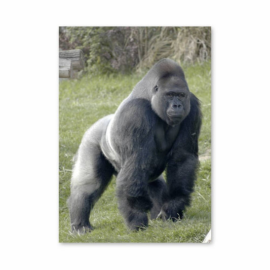 Poster Force Sauvage