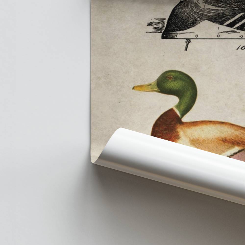 Vintage-Enten-Poster