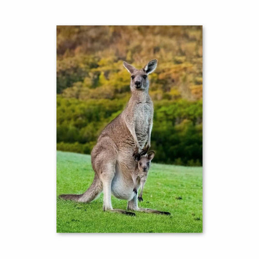 Poster Tendresse Kangourou