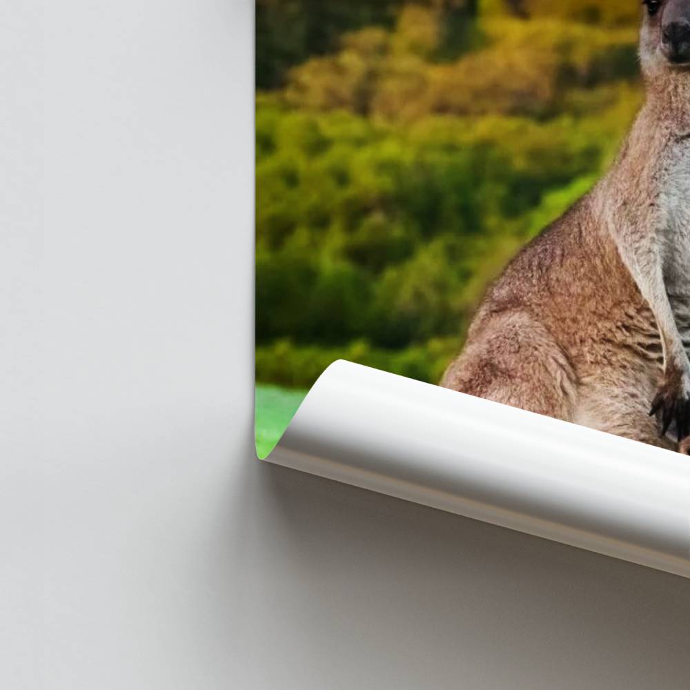 Känguru-Zärtlichkeitsplakat