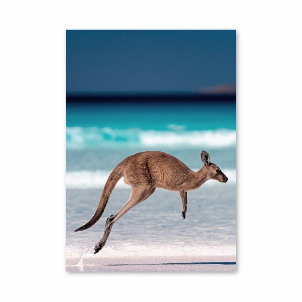 Poster Saut de Kangourou
