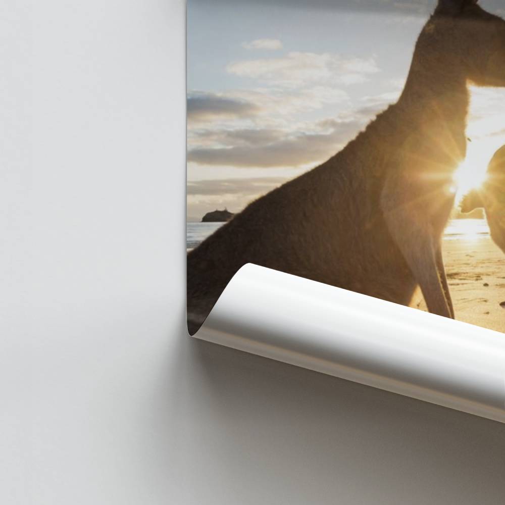 Poster Sonnenaufgang mit Kängurus