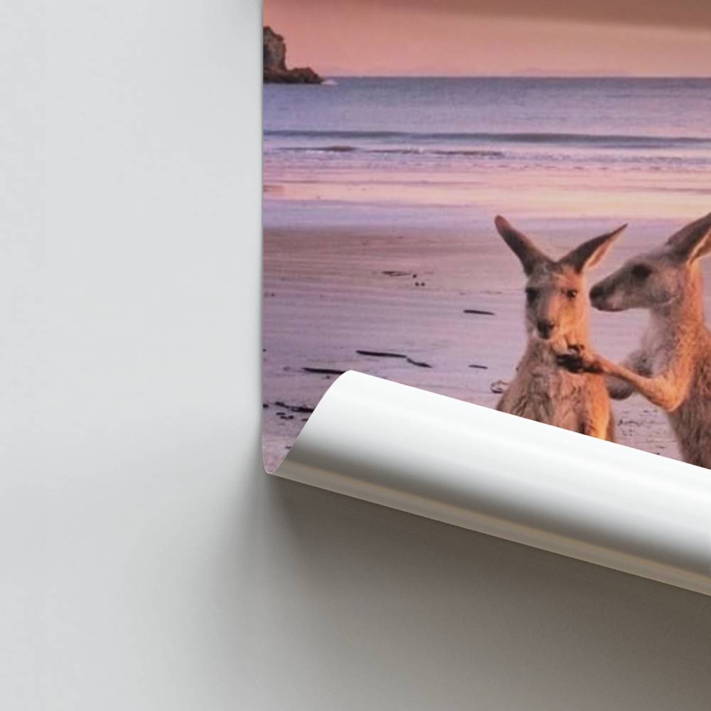 Poster Dawn of the Kangaroos