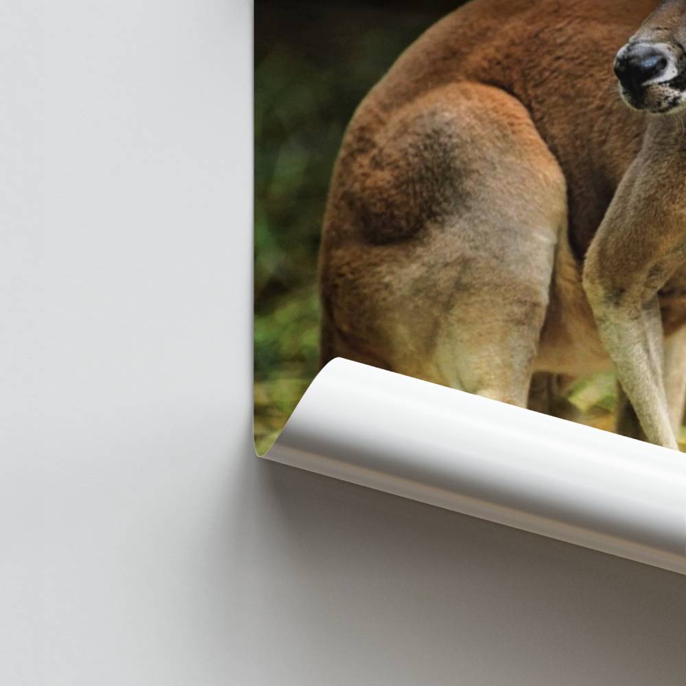 Poster Känguru Grace