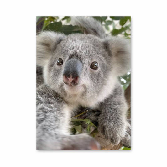 Poster Doux Koala