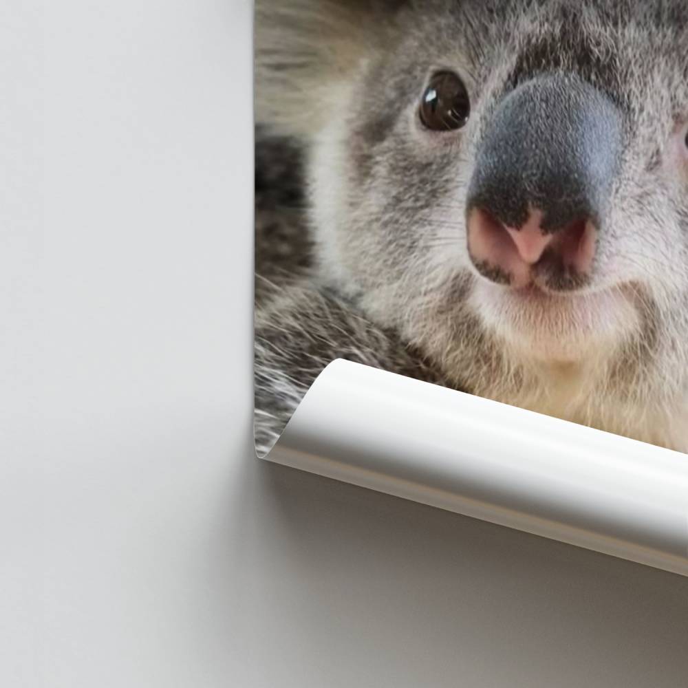 Süßes Koala-Poster