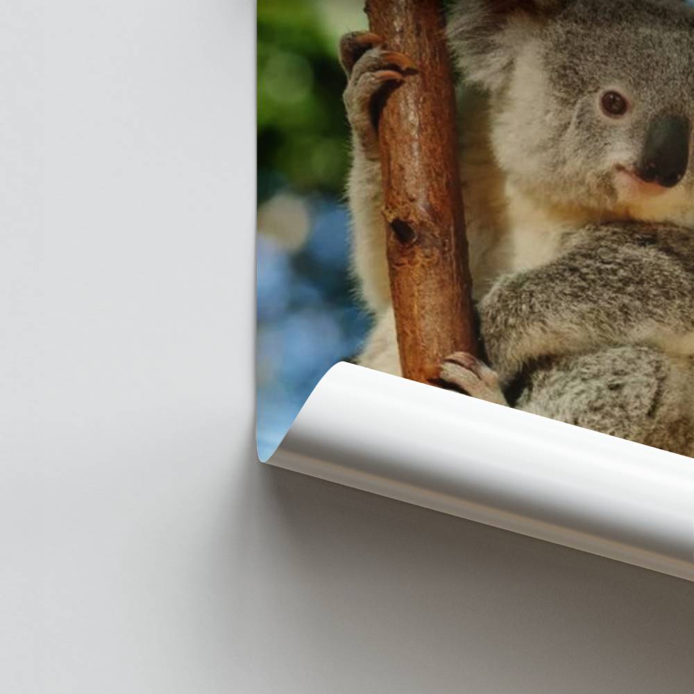 Serenity-Koala-Poster