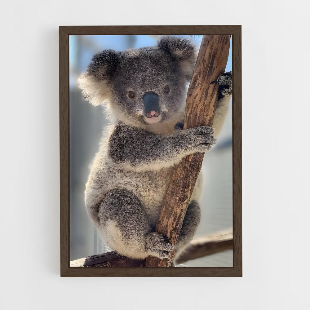 koala-6 cadre Bois foncé