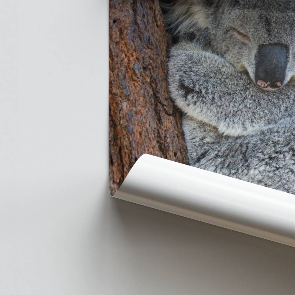Koala-Traum-Poster