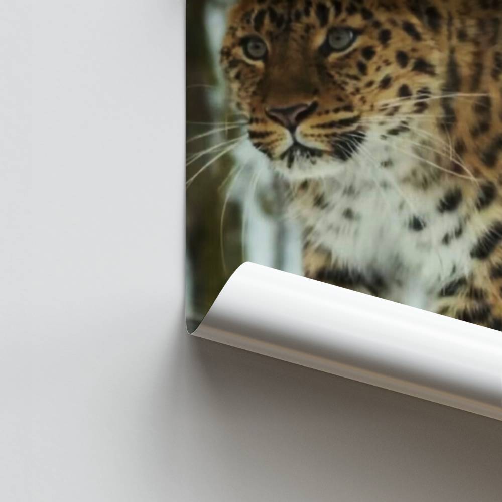 Elegantes Leoparden-Poster