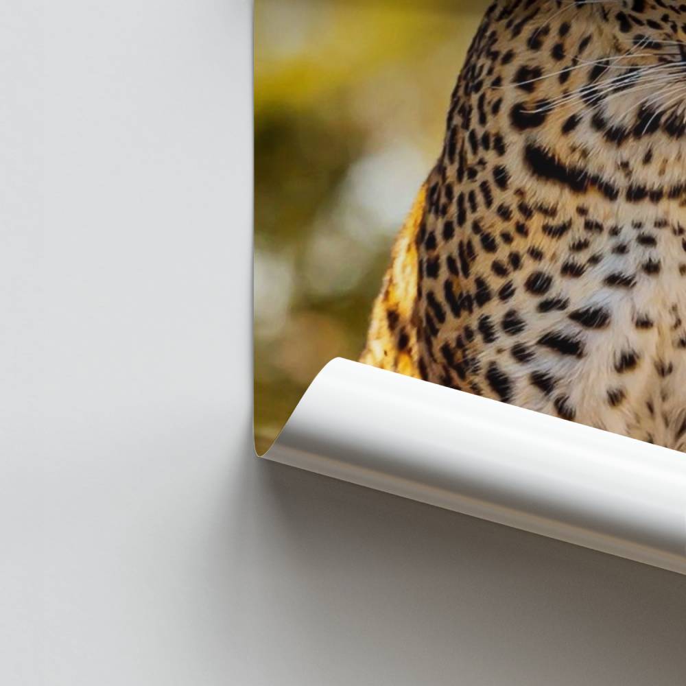 Leoparden-Glanz-Poster
