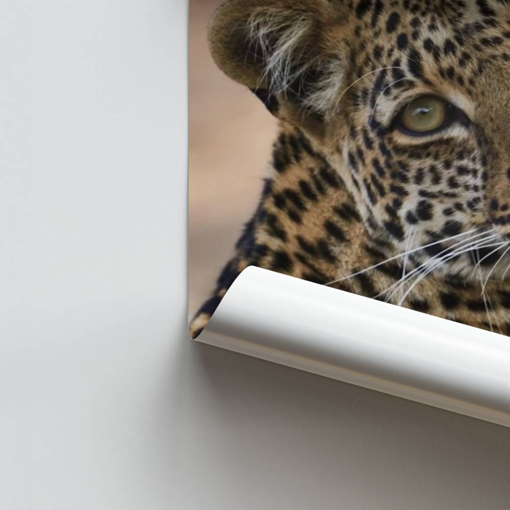 Leopard-Explosions-Poster