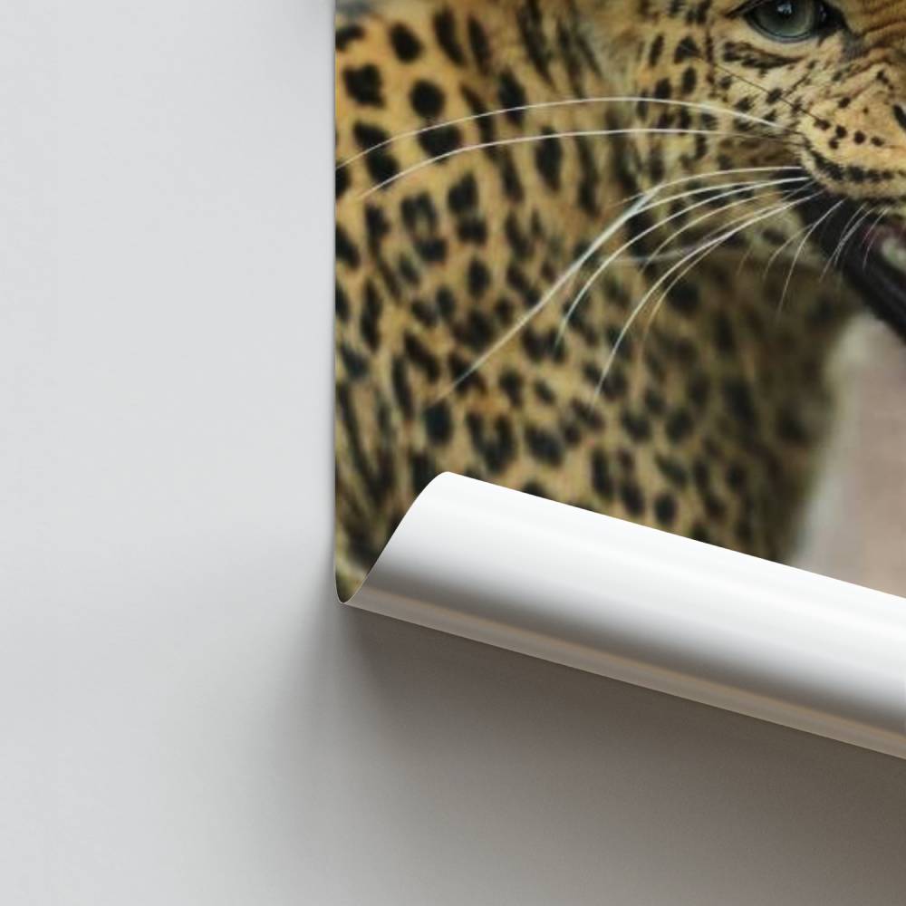 Poster mit Leopardengebrüll