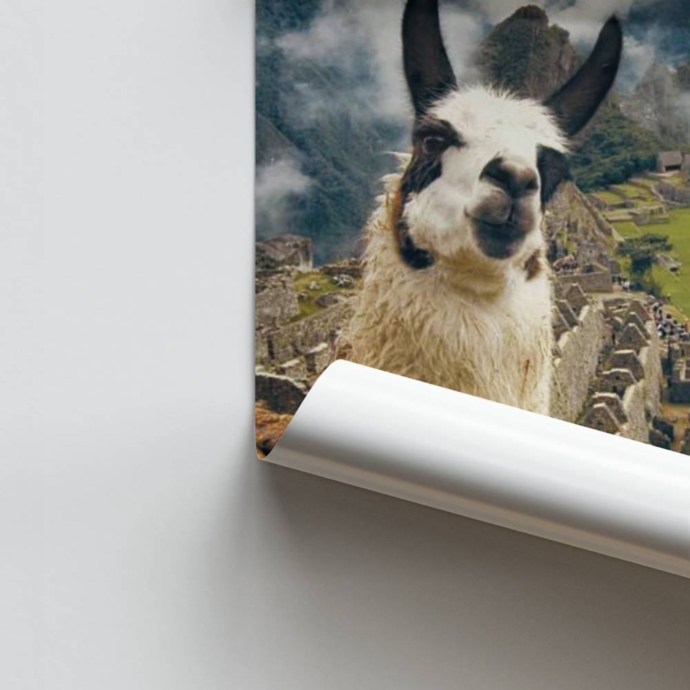 Poster Llama à Machu Picchu