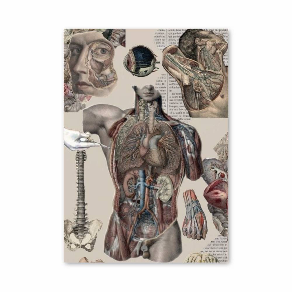 Poster Anatomie Vintage